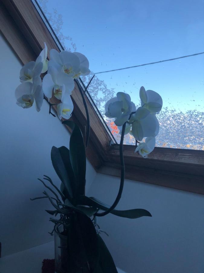 Manni Homestay Курессааре Экстерьер фото